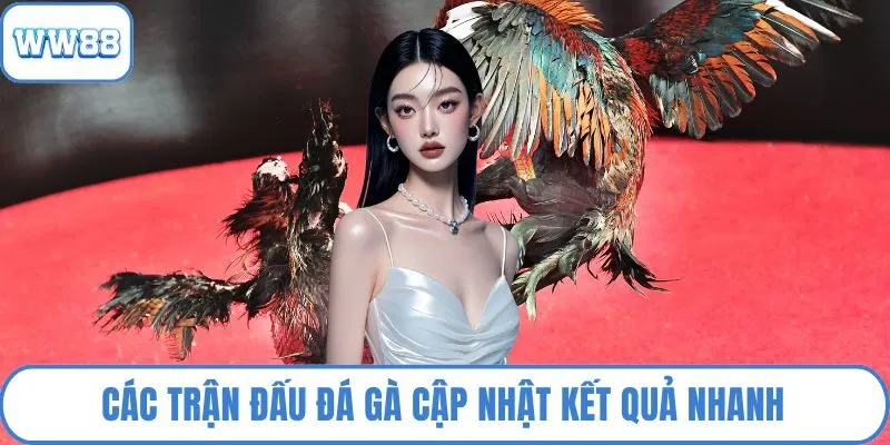 Các trận đấu đá gà cập nhật kết quả nhanh