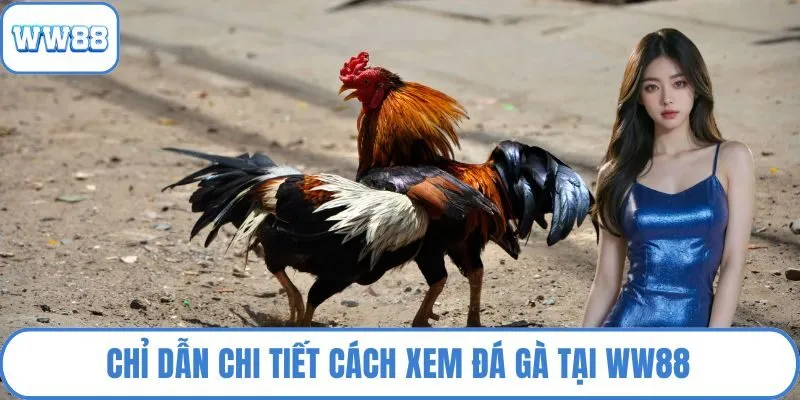Chỉ dẫn chi tiết cách xem đá gà tại WW88