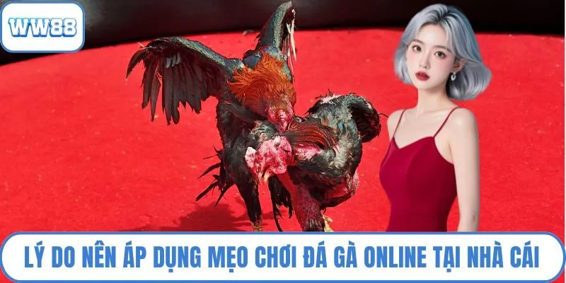 Lý do nên áp dụng mẹo chơi đá gà online tại nhà cái