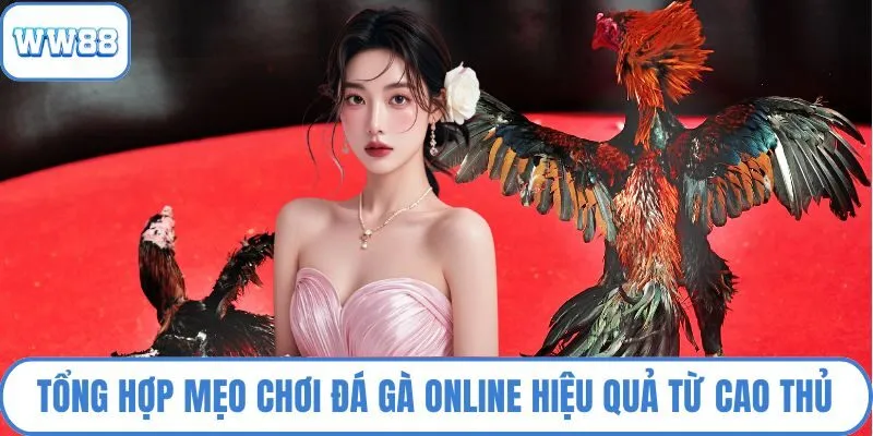 Tổng hợp mẹo chơi đá gà online hiệu quả từ cao thủ