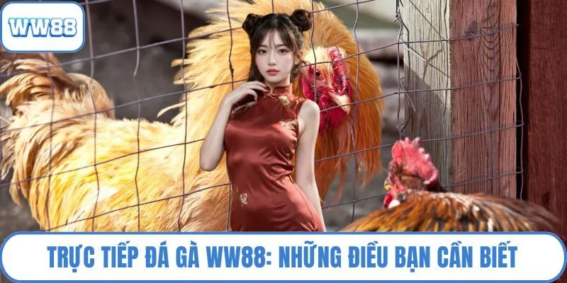 Trực tiếp đá gà WW88